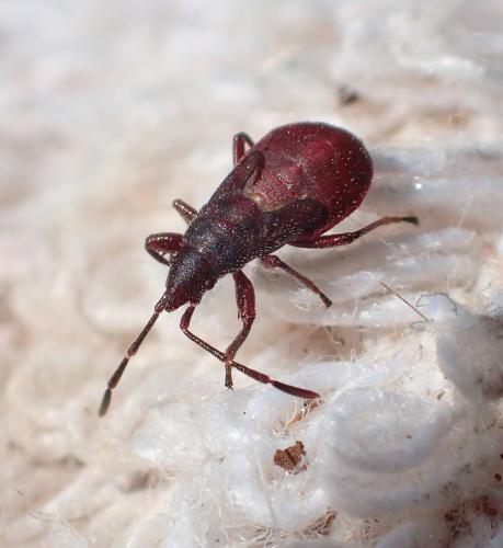 Réf. 255 543 : Oxycarenus lavaterae
